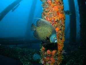 The federal government is bound by environmental laws to protect coral reef organisms and reef communities photo copyright Louisiana Department of Wildlife and Fisheries taken at  and featuring the  class