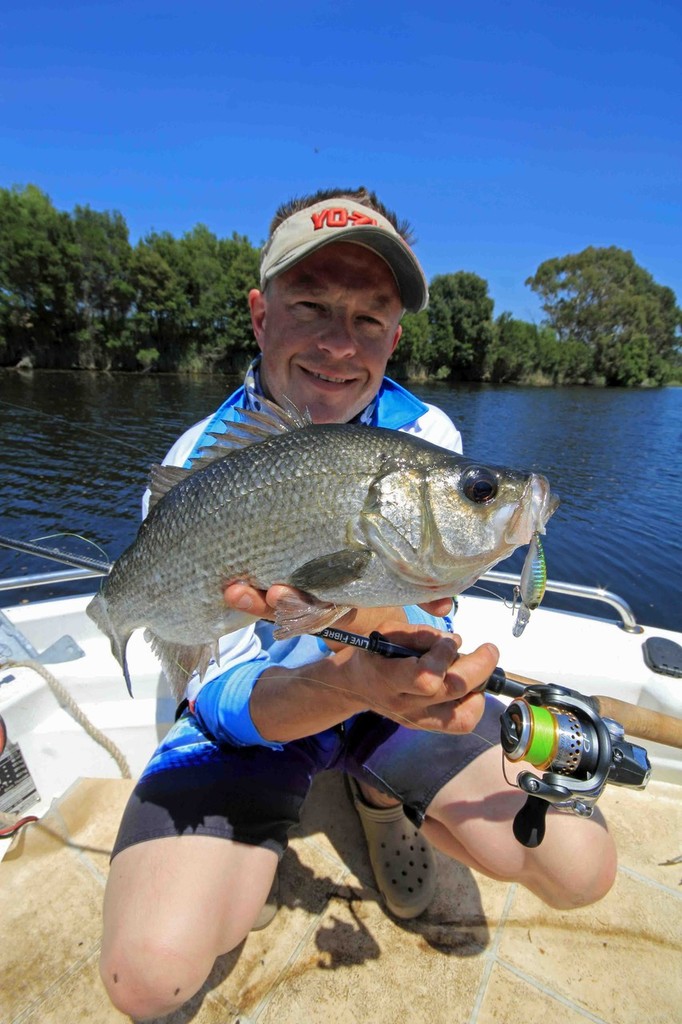 Estuary perch are very hard to catch but in Vic estuaries are highly prized. photo copyright Jarrod Day taken at  and featuring the  class