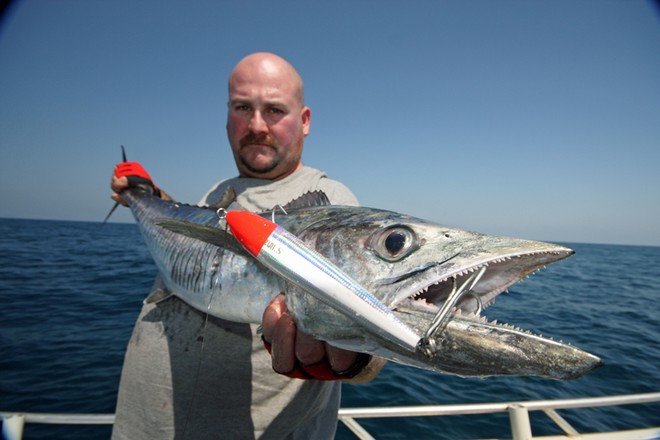 Spanish Mackerel are great fun too catch and can be caught using light tackle. © Jarrod Day