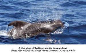 Pilot whale off the Canary Islands photo copyright  SW taken at  and featuring the  class