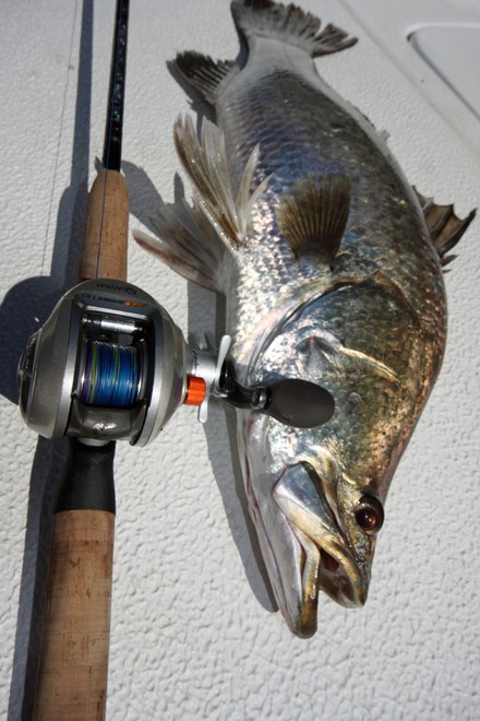 Bait cast tackle is ideal when flicking lures to barramundi. © Jarrod Day