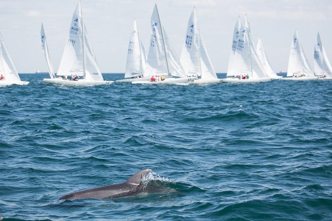 A pod of dolphins came out to inspect the Etchells action. - Entire 2013 Etchells Victorian Championship © Kylie Wilson Positive Image - copyright http://www.positiveimage.com.au/etchells