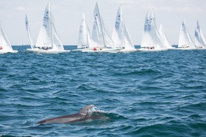A pod of dolphins came out to inspect the Etchells action. - Entire 2013 Etchells Victorian Championship photo copyright Kylie Wilson Positive Image - copyright http://www.positiveimage.com.au/etchells taken at  and featuring the  class