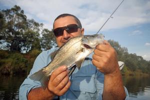 Frank Milito from East Gippsland Charters with a nice perch. photo copyright Jarrod Day taken at  and featuring the  class