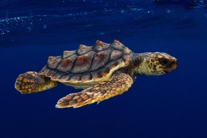 Sea turtle 3 by John Abernethy photo copyright  SW taken at  and featuring the  class