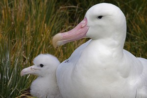 Wandering albatross and chick photo copyright British Antarctic Survey http://www.antarctica.ac.uk taken at  and featuring the  class