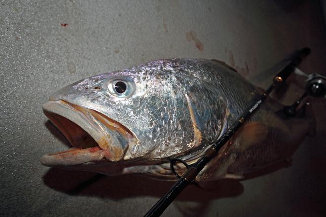 Jewfish have a big mouth but seldom take big baits, half a squid is enough. © Jarrod Day