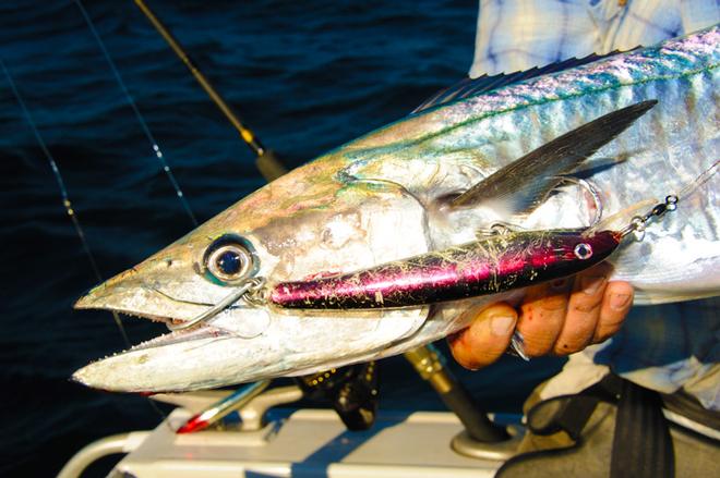 Replacing the standard treble hooks on lures with inline singles can help to get more solid hook-ups in the bony, fang-filled gob of a mackerel © Ben Knaggs