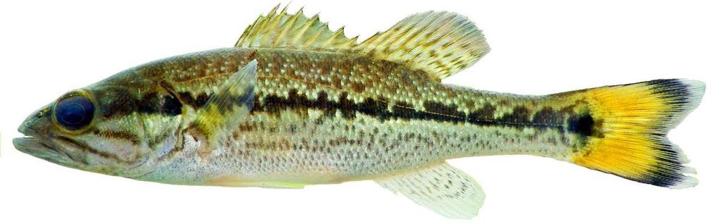 Scientists collected this Choctaw bass from Florida’s Holmes Creek in February 2012. © Florida Fish and Wildlife Conservation Commission http://myfwc.com/