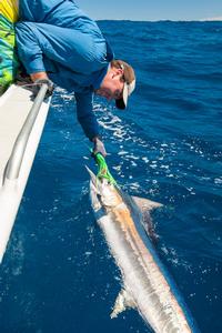 Small black marlin can be found in large numbers at times off the north-west coast of WA, even during the middle of winter photo copyright Ben Knaggs taken at  and featuring the  class