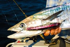 Replacing the standard treble hooks on lures with inline singles can help to get more solid hook-ups in the bony, fang-filled gob of a mackerel photo copyright Ben Knaggs taken at  and featuring the  class