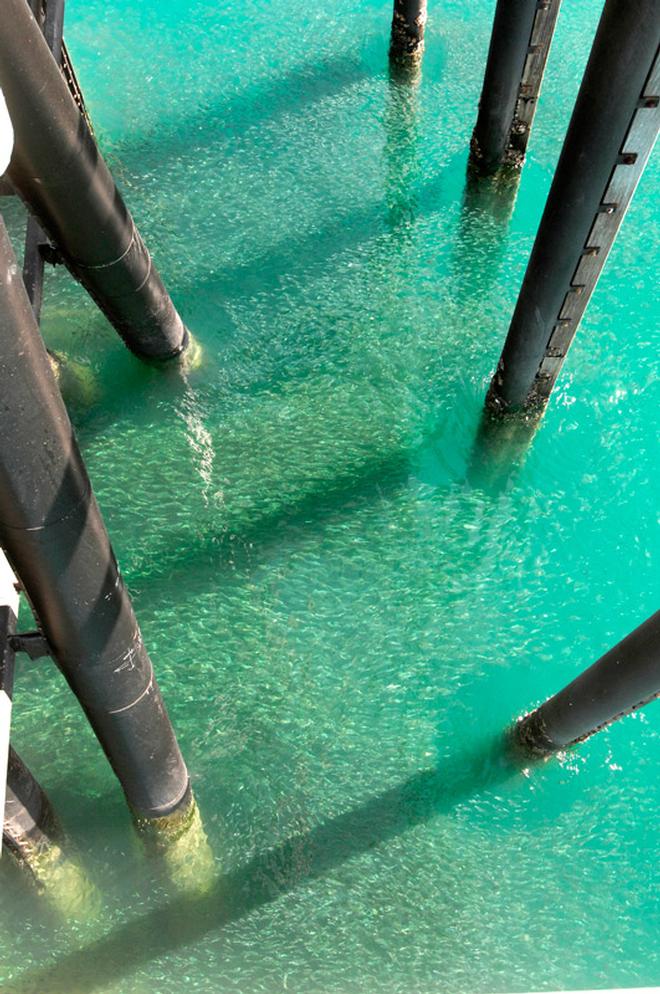 Thick schools of baitfish hanging around jetty pylons are a sure sign large, predatory fish will be lurking a jetty as well © Ben Knaggs