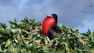 Male Frigate bird nesting on East Diamond Islet - Exploring the Coral Sea photo copyright Jack Binder taken at  and featuring the  class