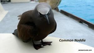 brown Common Noddies - Exploring the Coral Sea photo copyright Jack Binder taken at  and featuring the  class