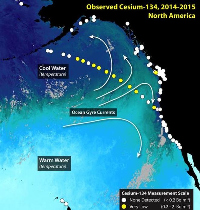 Satellite measurements of ocean temperature (illustrated by color) and the direction of currents (white arrows) help show where radionuclides from Fukushima are transported.  Large scale currents transport water westward across the Pacific. Circles indicate the locations where water samples were collected. White circles indicate that no cesium-134 was detected. Blue circles indicate locations were low levels of cesium-134 were detected. Small amounts of cesium-134 have been detected in a water s © Woods Hole Oceanographic Institution (WHOI) http://www.whoi.edu/