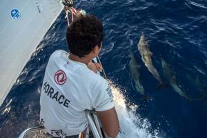 Onboard Dongfeng Race Team – Jin Hao Chen, aka Horace, enjoying the dolphins playing with the bow of the boat - Volvo Ocean Race 2015 photo copyright  Sam Greenfield / Volvo Ocean Race taken at  and featuring the  class