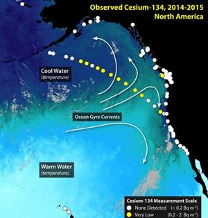 Satellite measurements of ocean temperature (illustrated by color) and the direction of currents (white arrows) help show where radionuclides from Fukushima are transported.  Large scale currents transport water westward across the Pacific. Circles indicate the locations where water samples were collected. White circles indicate that no cesium-134 was detected. Blue circles indicate locations were low levels of cesium-134 were detected. Small amounts of cesium-134 have been detected in a water s photo copyright Woods Hole Oceanographic Institution (WHOI) http://www.whoi.edu/ taken at  and featuring the  class