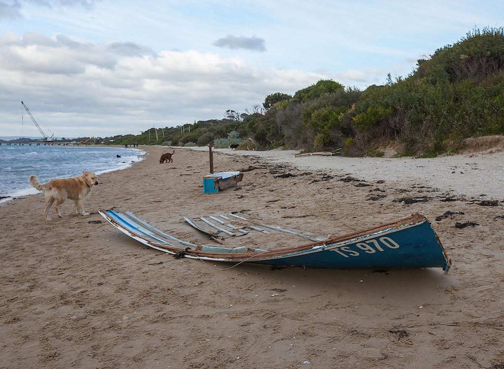 Broken up - even the dogs are curious about this latest addition to the beach... ©  John Curnow