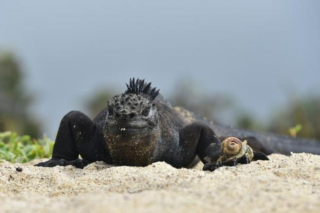 Marine iguanas, which live on land but get their food from the ocean, are found only on the Galapagos Islands © Rodrigo Buendia / AFP