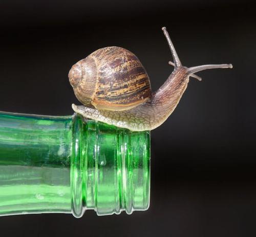 Donoghue v. Stevenson is often referred to as the ‘snail in the bottle’ case ©  lawgovpol.com