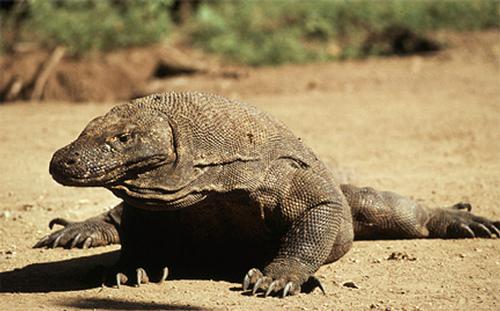 The endangered Komodo dragon is the largest living lizard. Credit World Wildlife Fund www.worldwildlife.org ©  SW