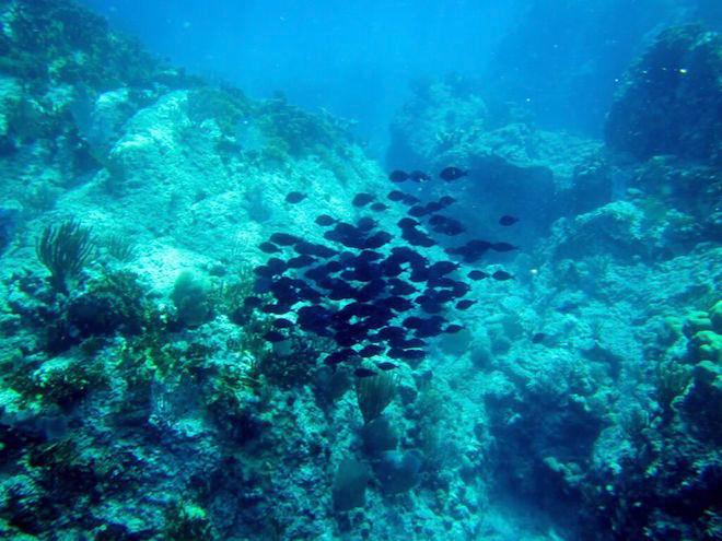 Following a school of fish at the Indians, a great dive spot © Karen E. Lile