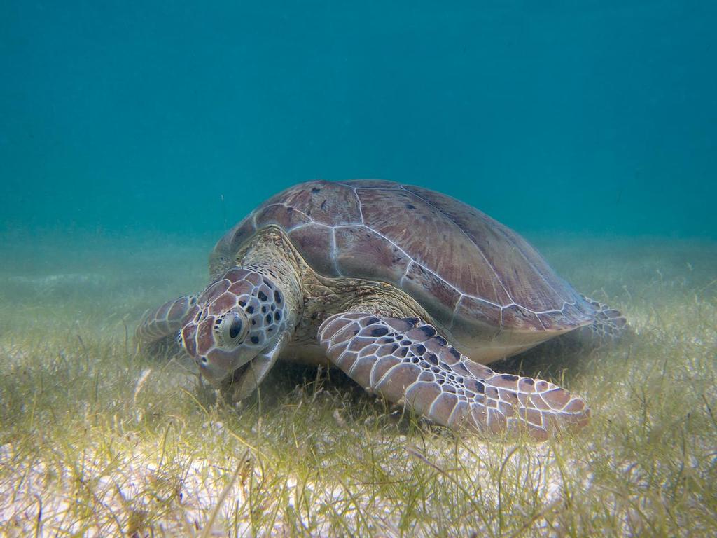 Sea turtles will eat anything amost their sea grass © Annika Fredriksson / Ocean Crusaders