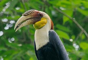 The Plain-pouched Hornbill photo copyright Burma Boating taken at  and featuring the  class