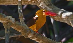 The Brown-winged Kingfisher photo copyright Burma Boating taken at  and featuring the  class