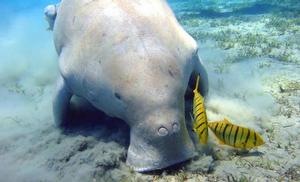 The Dugong photo copyright Burma Boating taken at  and featuring the  class