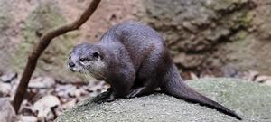 The Oriental Small-clawed Otter photo copyright Burma Boating taken at  and featuring the  class