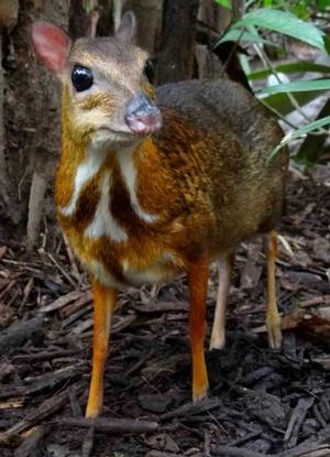 The Lesser Mouse-deer photo copyright Burma Boating taken at  and featuring the  class