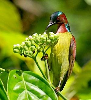 The Red-throated Sunbird photo copyright Burma Boating taken at  and featuring the  class