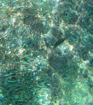 Swimming though thousands of iridescent fish inside the caves at Norman Island photo copyright Karen E. Lile taken at  and featuring the  class