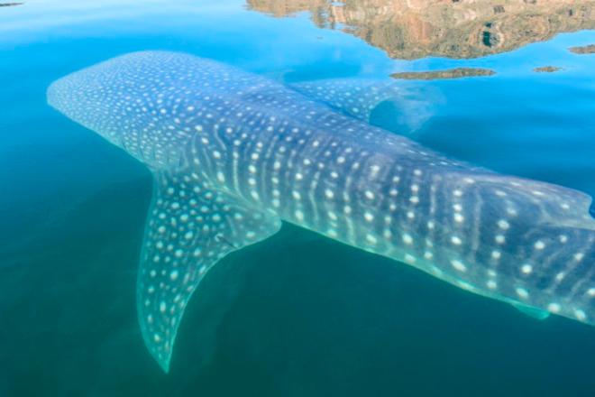 Whale shark in Bahia Concepcion. - Living in the moment © Tricia and Jim Bowen