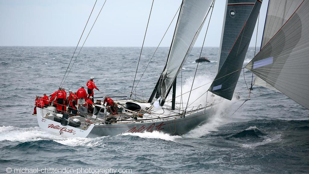 Wild Oats XI - 2015 Rolex Sydney Hobart Race start, Sydney Harbour © Michael Chittenden 