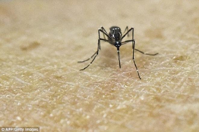 An Aedes Aegypti mosquito on human skin in a lab in Cali, Colombia. Scientists there are studying the genetics and biology of this mosquito, which transmits the Zika virus ©  SW