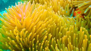 Great Barrier Reef photo copyright Travel OZ taken at  and featuring the  class