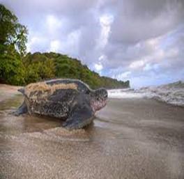 Leatherback turtle Grand Riviere Beach photo copyright visitTrinidad taken at  and featuring the  class