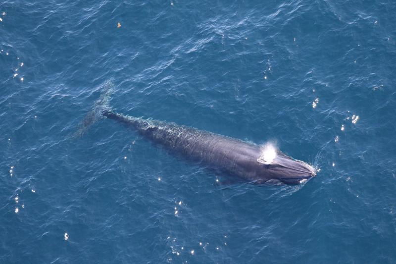 One of two Rice's whales observed by the Southeast Fisheries Science Center in the western Gulf of Mexico during an aerial survey on April 11, 2024 photo copyright NOAA Fisheries/Paul Nagelkirk (Permit #21938) taken at  and featuring the Environment class