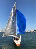 Tara at the Viareggio Classic Regatta © Paolo Maccione