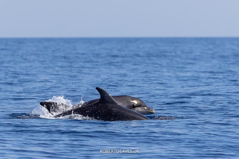 and the dolphins came to play - 5.5 Metre World Championship 2023, final day photo copyright Robert Deaves taken at Yacht Club Costa Smeralda and featuring the 5.5m class