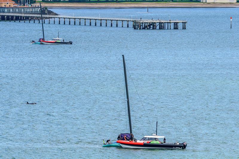 A pod of Orca's come to check out their namesake after training on Wednesday - February 3, 2023 photo copyright Justin Mitchell taken at Royal New Zealand Yacht Squadron and featuring the AC40 class