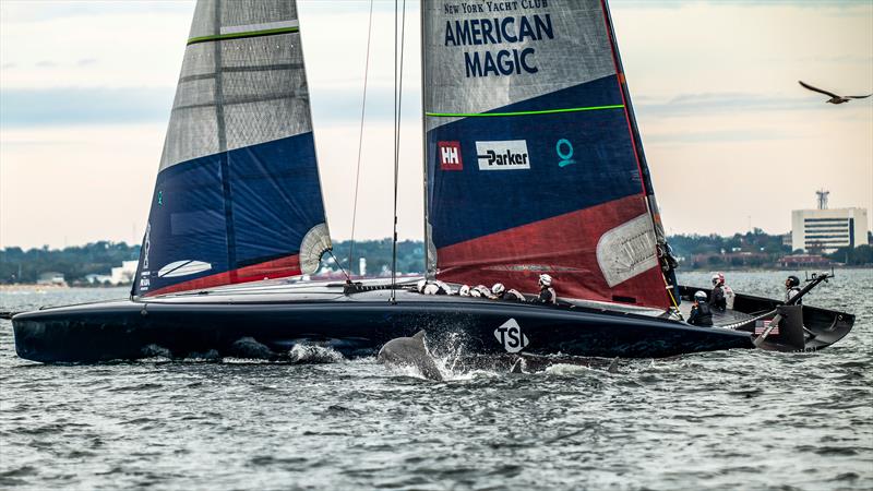 The Pensacola Bay wild-life check out American Magic's Patriot -  AC75 - November 22, 2022 - Pensacola, Fl photo copyright Paul Todd/America's Cup taken at New York Yacht Club and featuring the AC75 class