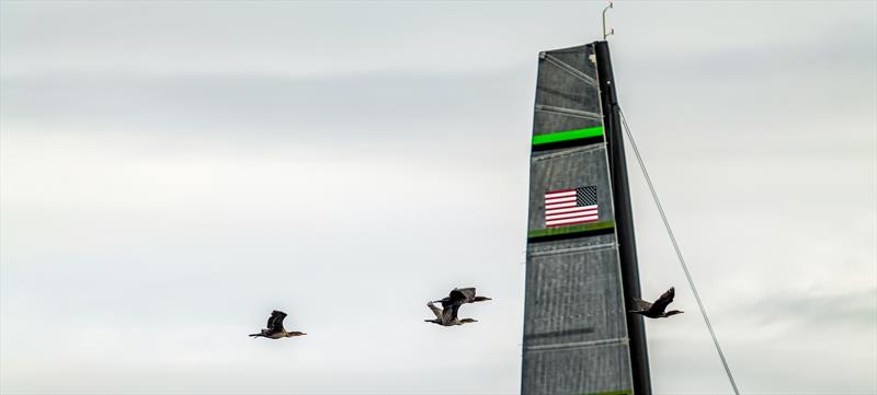 Patriot - AC75 - November 22, 2022 - Pensacola, Fl - photo © Paul Todd/America's Cup