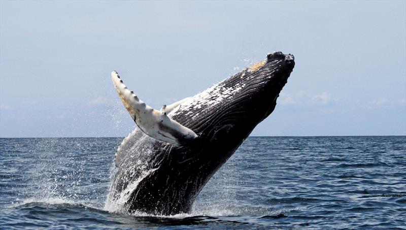 Tubercles on a Humpback whale fin photo copyright Whit Welles taken at Société Nautique de Genève and featuring the ACC class