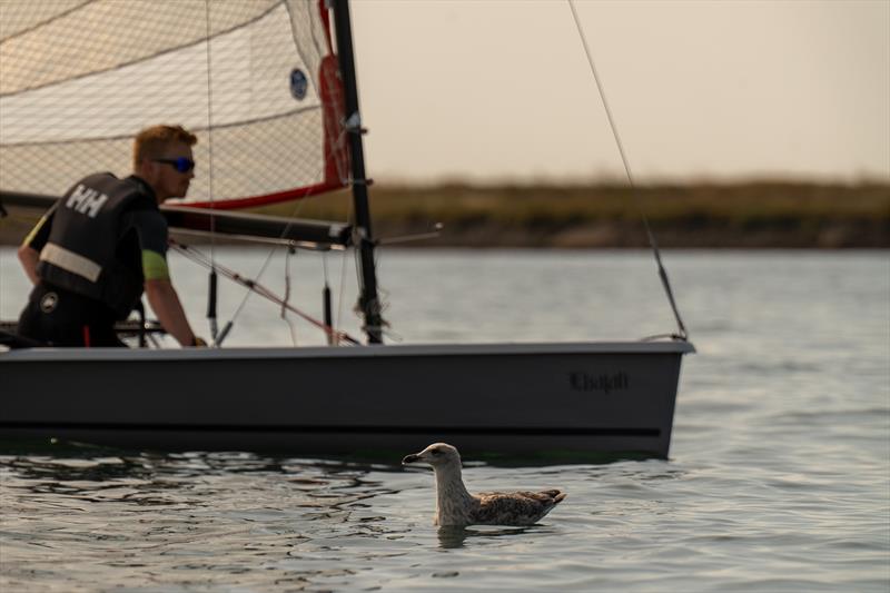 Wildlife during Royal Corinthian Yacht Club Super Saturday 2024 photo copyright Petru Balau Sports Photography / sports.hub47.com taken at Royal Corinthian Yacht Club and featuring the Blaze class