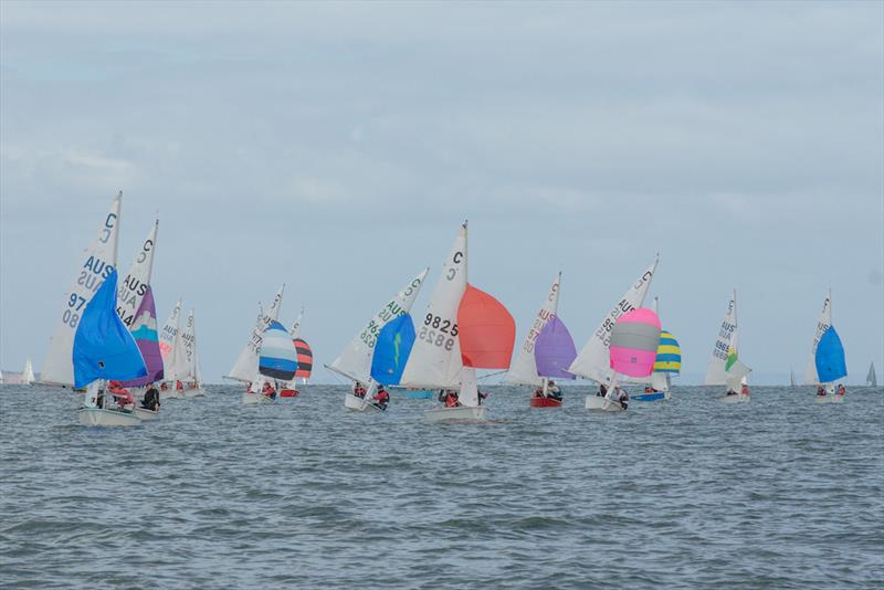 The Victorian Cadet fleet under spinnaker at the 2019 Lipton Cup Regatta - photo © Damian Paull