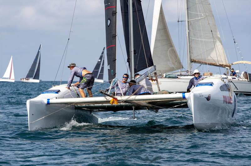 Twin Sharks. Phuket King's Cup 2023 photo copyright Guy Nowell / Phuket King's Cup taken at Royal Varuna Yacht Club and featuring the Catamaran class