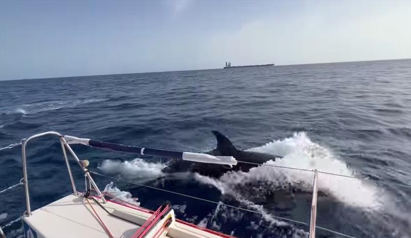 The Globe40 Race yacht Milai is attacked Orcas - photo © Milai